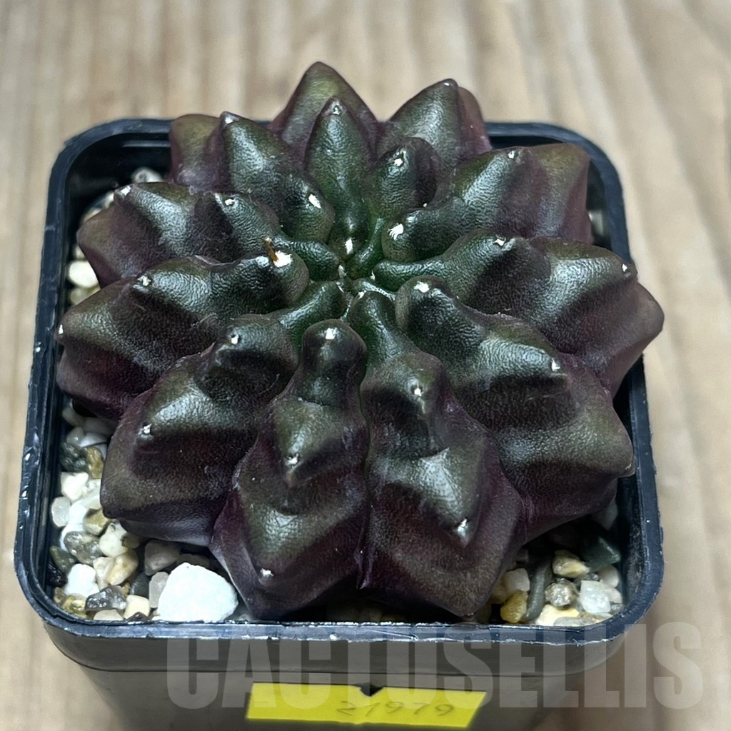 SHPR27979 Gymnocalycium mihanovichii 'inermis' -Black Form-