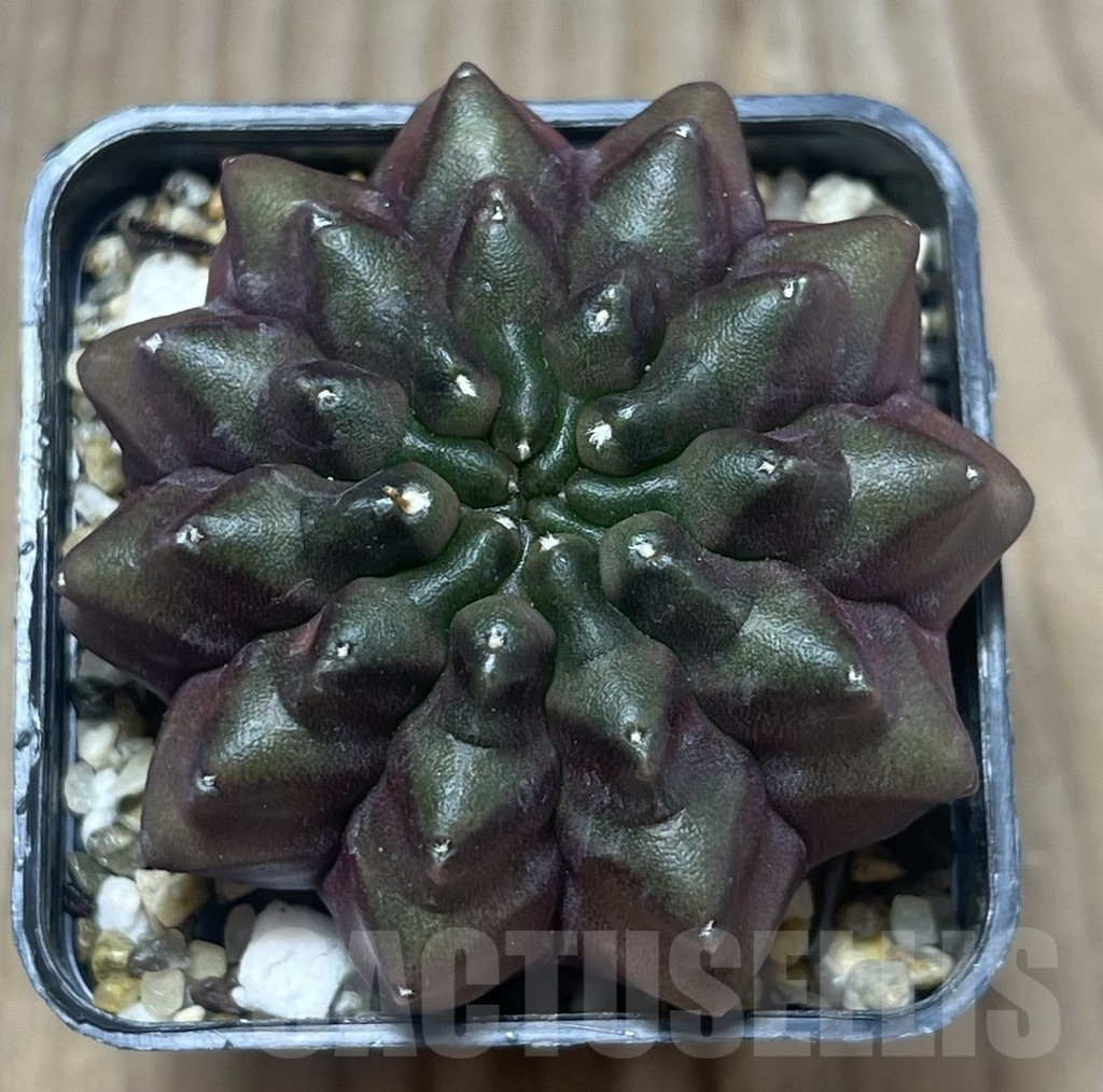 SHPR27979 Gymnocalycium mihanovichii 'inermis' -Black Form- - Image 2