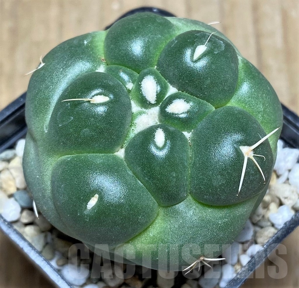 SHPR21782 Coryphantha elephantidens f. inermis - Image 2