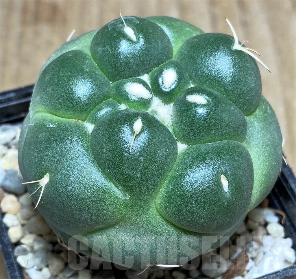SHPR21782 Coryphantha elephantidens f. inermis