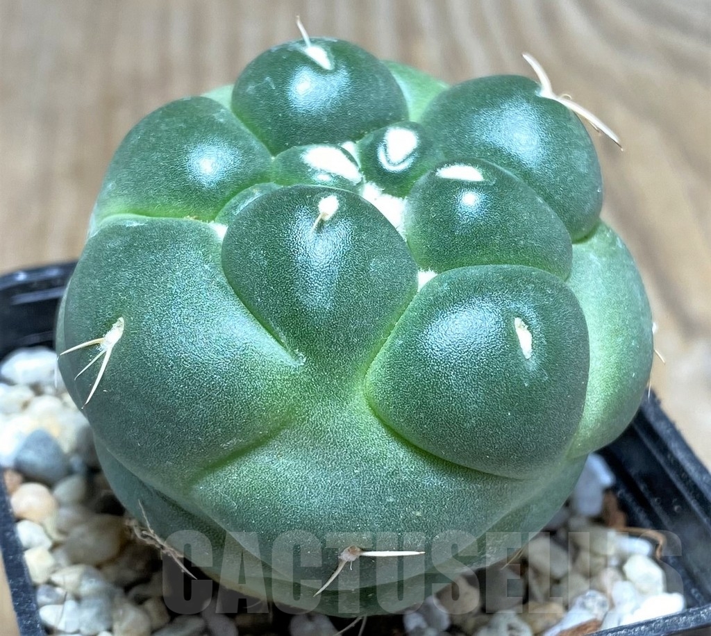 SHPR21782 Coryphantha elephantidens f. inermis - Image 3