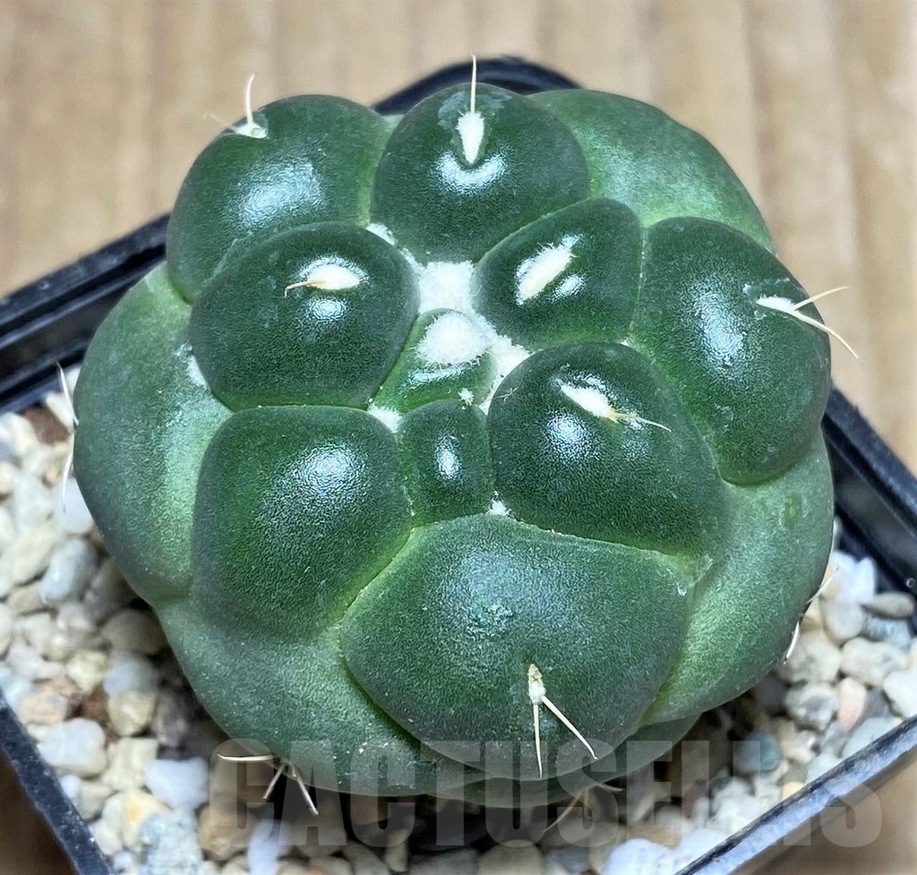 SHPR21783 Coryphantha elephantidens f. inermis