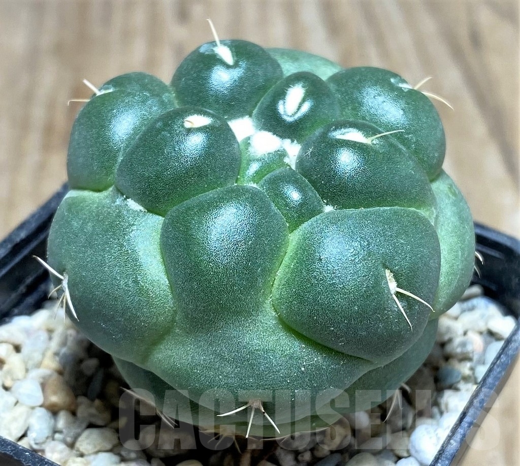 SHPR21783 Coryphantha elephantidens f. inermis - Image 2