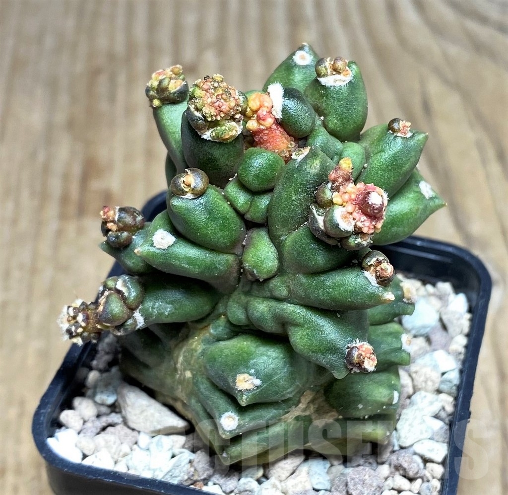 SHPR21788 Gymnocalycium mihanovichii 'Transformer' - Image 2