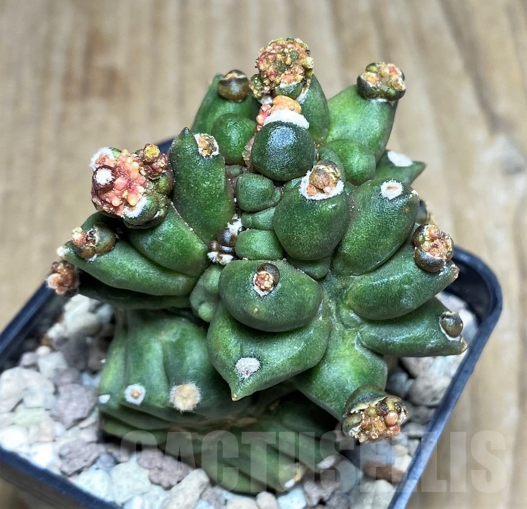 SHPR21788 Gymnocalycium mihanovichii 'Transformer'