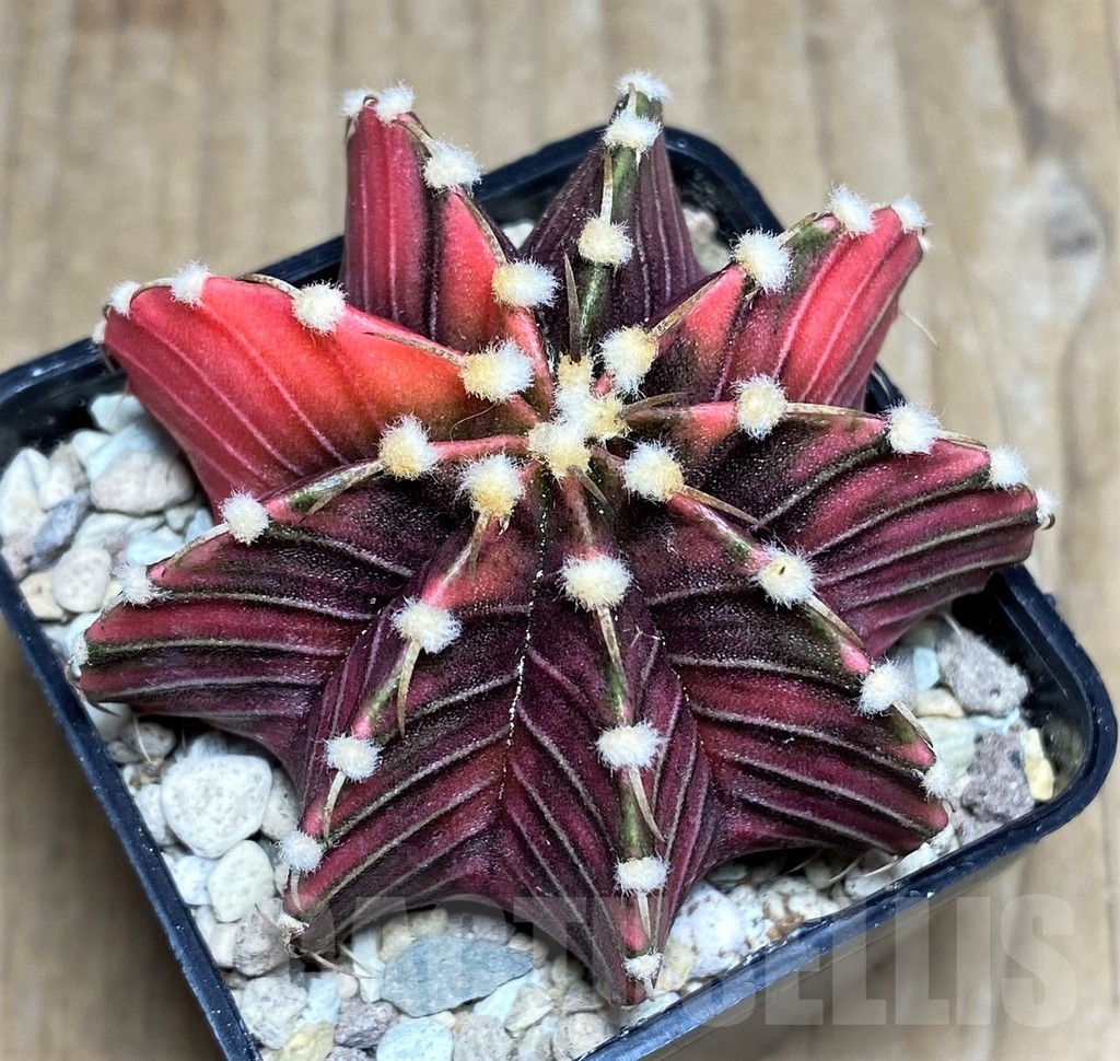 SHPR21792 Gymnocalycium friedrichii f. variegata, seedling