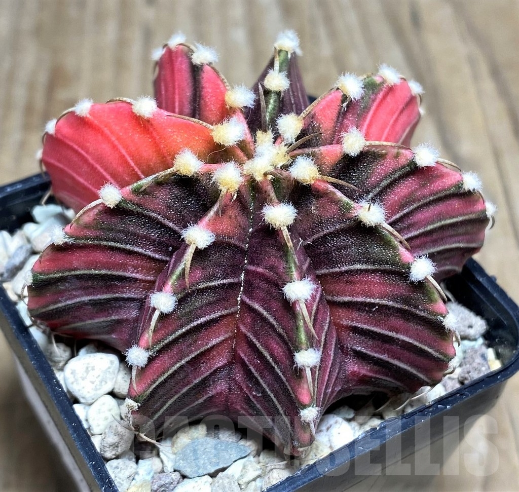 SHPR21792 Gymnocalycium friedrichii f. variegata, seedling - 画像 (2)