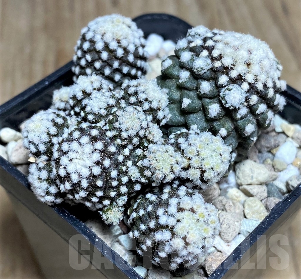 SHPR21802 Copiapoa tenuissima f. monstruosa - immagine 2