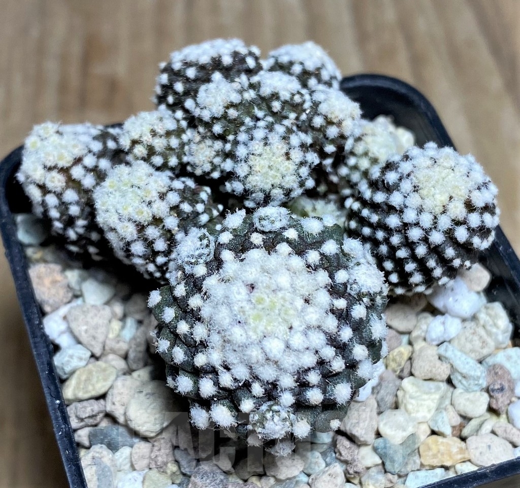 SHPR21802 Copiapoa tenuissima f. monstruosa