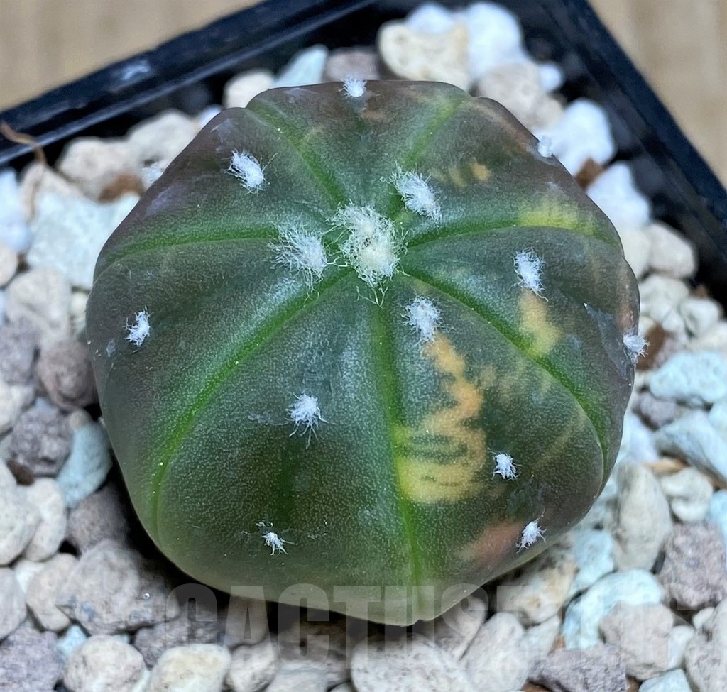 SHPR21806 Astrophytum asterias 'Purple skin' f. variegata - Image 2