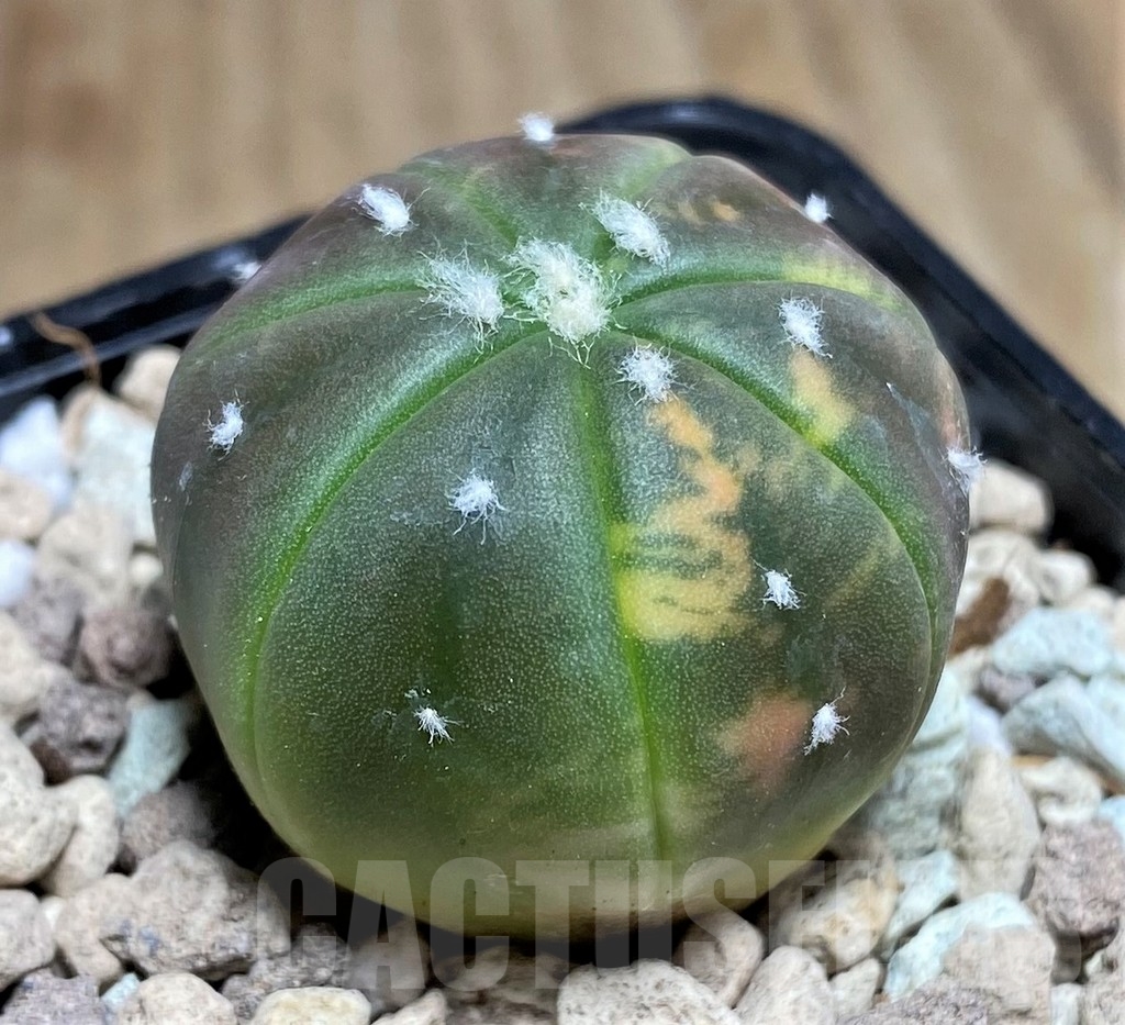 SHPR21806 Astrophytum asterias 'Purple skin' f. variegata