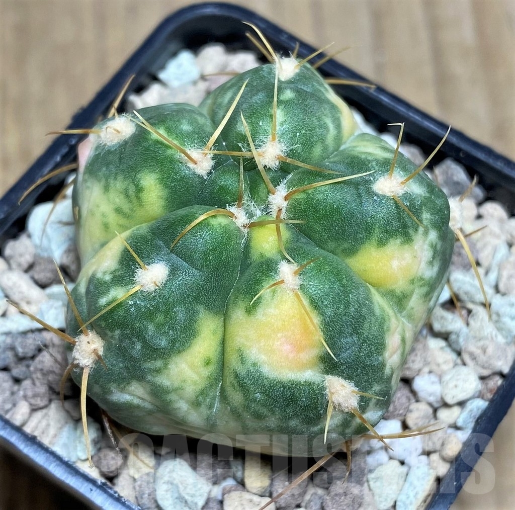 SHPR21807 Gymnocalycium horstii f. variegata
