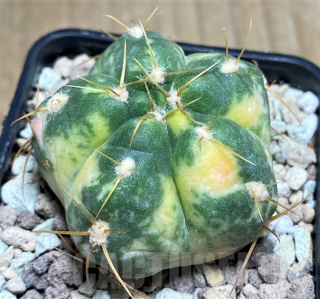 SHPR21807 Gymnocalycium horstii f. variegata - Image 2