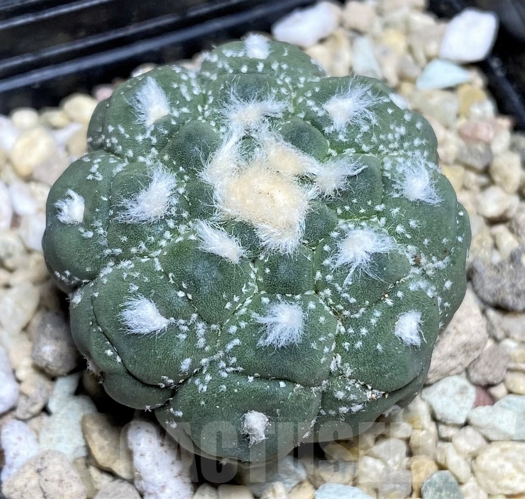 SHPR21808 Astrophytum asterias 'Kikko Lizard Skin'