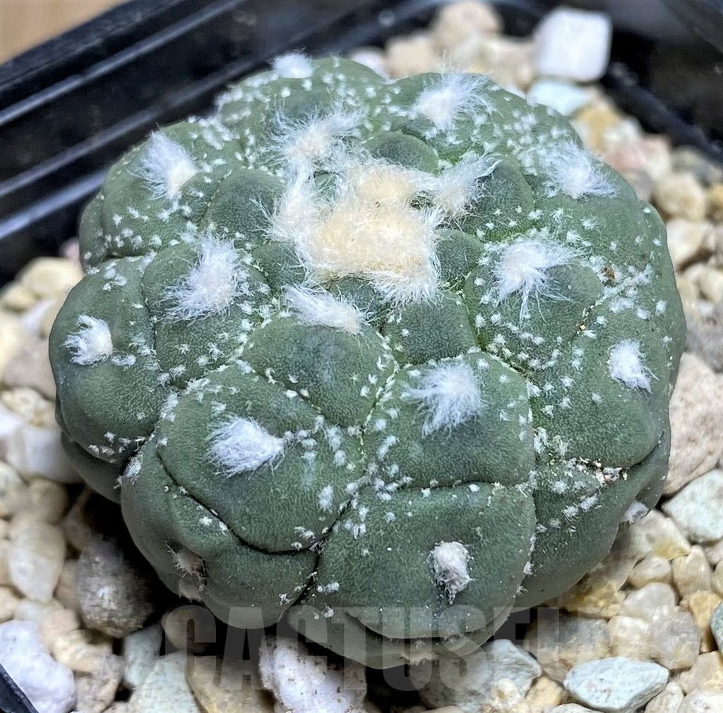SHPR21808 Astrophytum asterias 'Kikko Lizard Skin' - Image 2