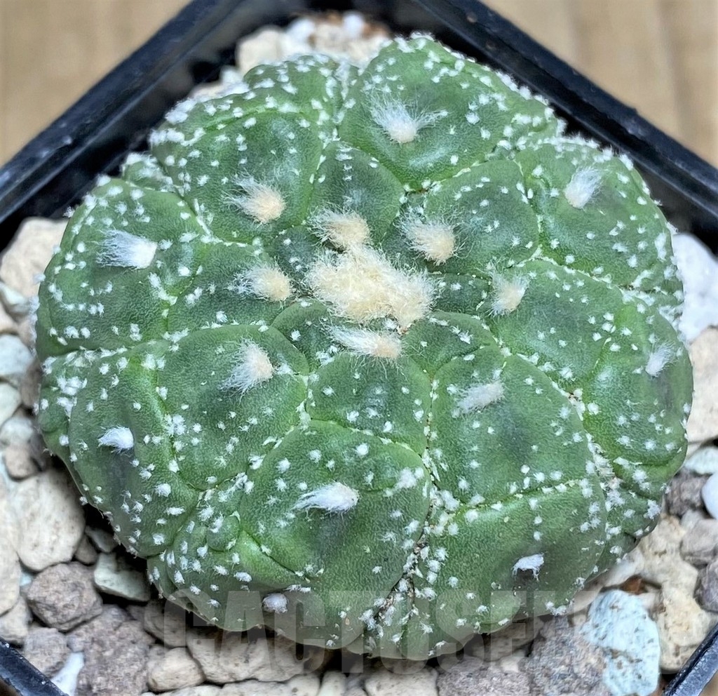 SHPR21809 Astrophytum asterias 'Kikko Lizard Skin' - 画像 (2)