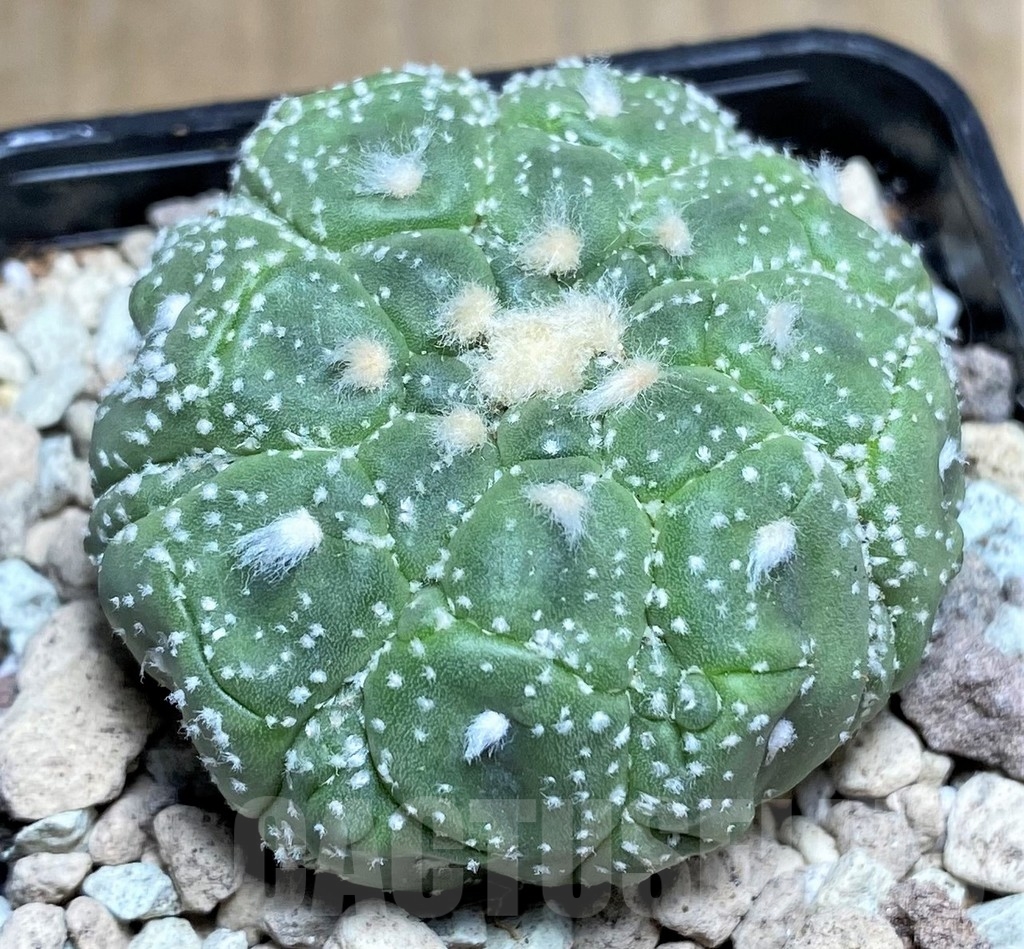 SHPR21809 Astrophytum asterias 'Kikko Lizard Skin'