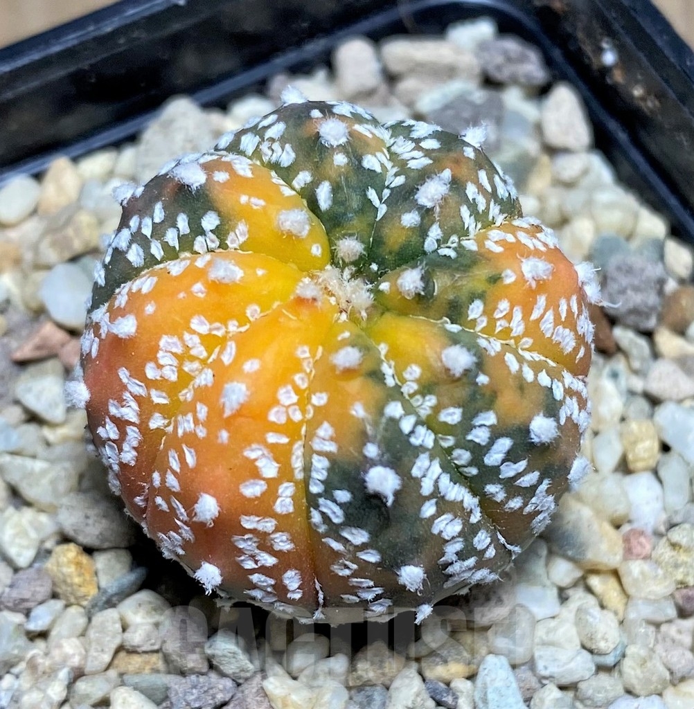 SHPR21810 Astrophytum asterias ‘Purple skin’ f. variegata