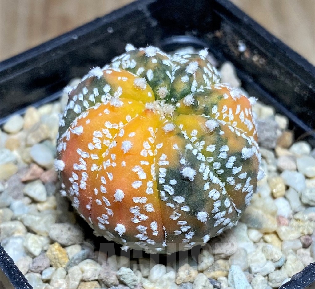 SHPR21810 Astrophytum asterias ‘Purple skin’ f. variegata - 画像 (2)