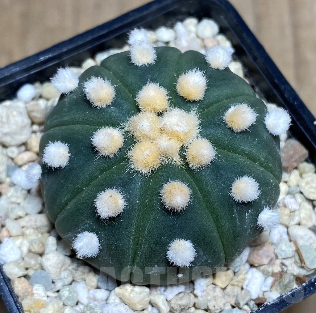 SHPR21812 Astrophytum asterias ‘Ooibo' - 画像 (2)