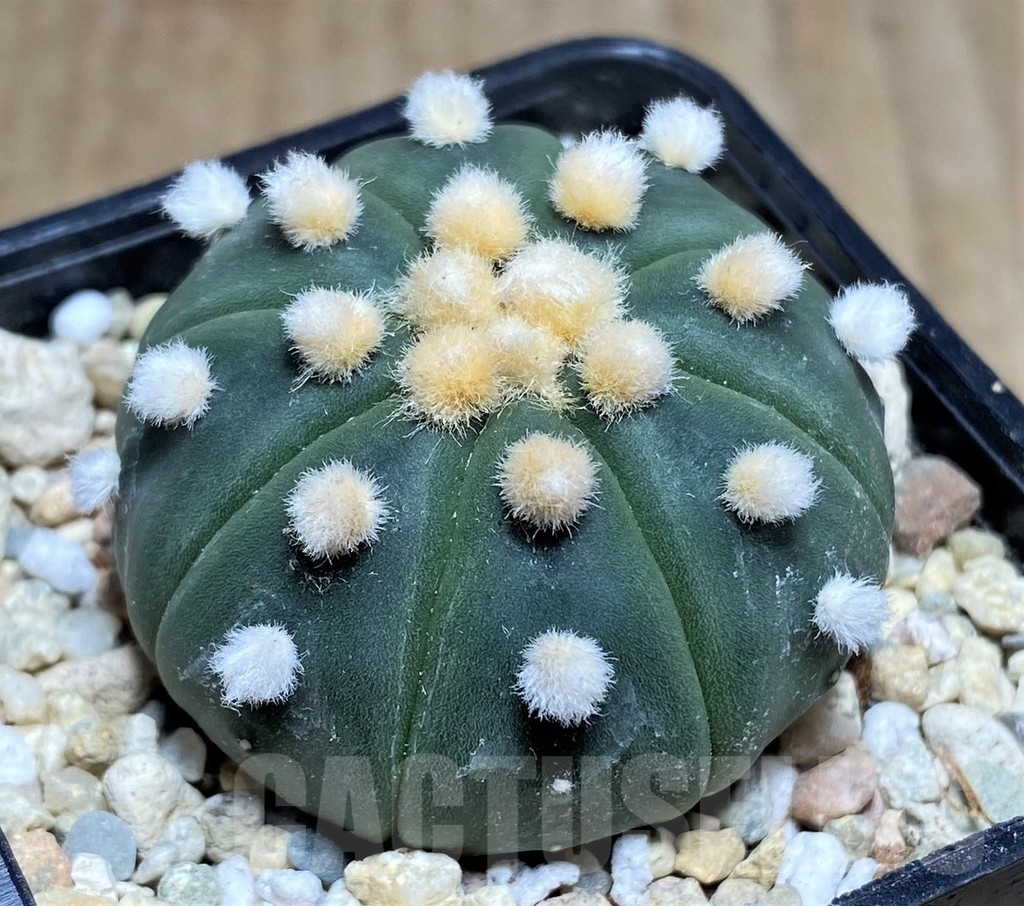 SHPR21812 Astrophytum asterias ‘Ooibo'