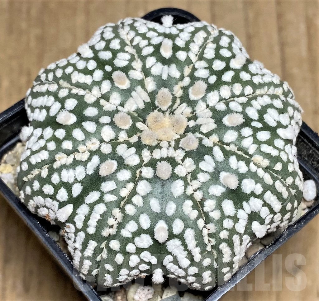 SHPR21813 Astrophytum asterias 'Super Kabuto Miracle'