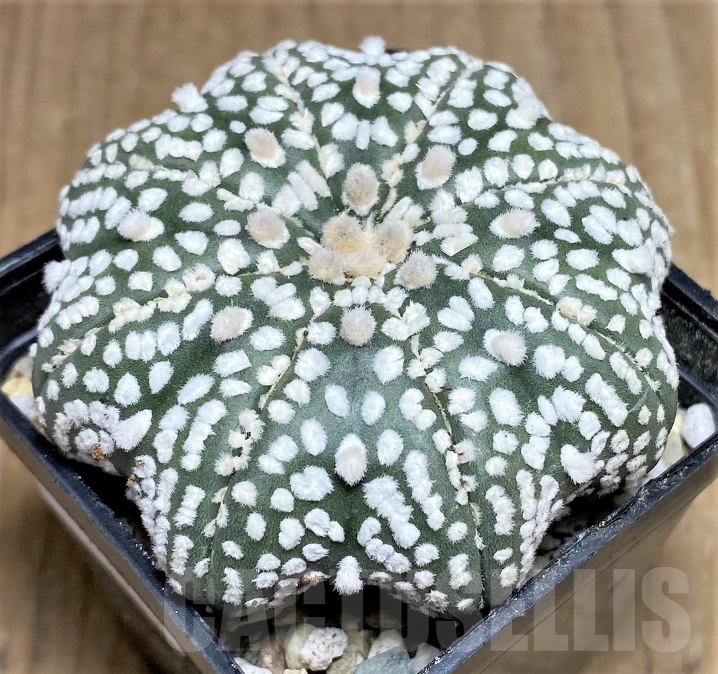 SHPR21813 Astrophytum asterias 'Super Kabuto Miracle' – Image 2