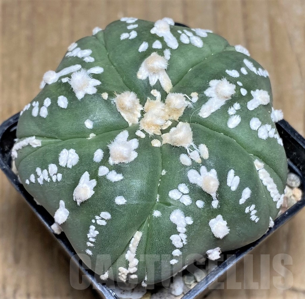 SHPR21814 Astrophytum asterias 'Kikko' V-type, 5-ribs