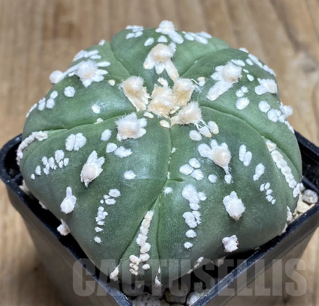 SHPR21814 Astrophytum asterias 'Kikko' V-type, 5-ribs - Зображення 2