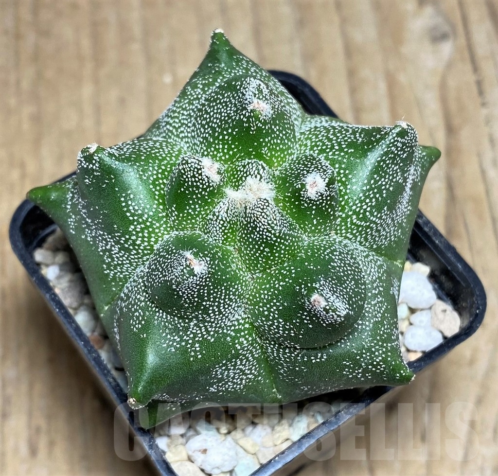 SHPR21815 Astrophytum myriostigma 'Kikko' - Зображення 2