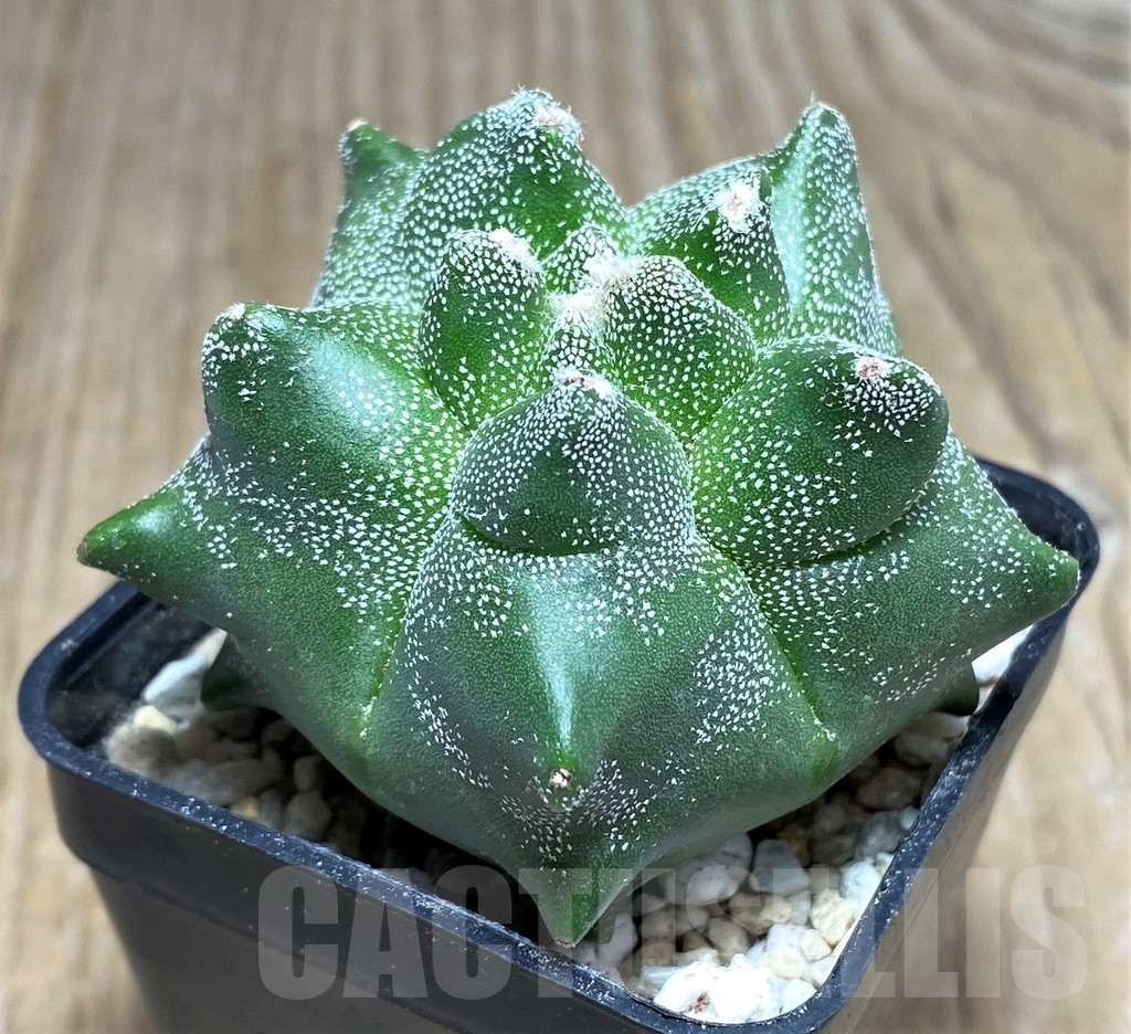 SHPR21815 Astrophytum myriostigma 'Kikko' - Зображення 3