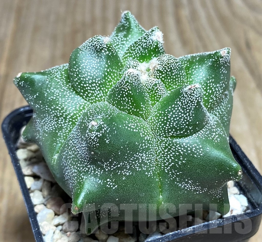 SHPR21815 Astrophytum myriostigma 'Kikko'