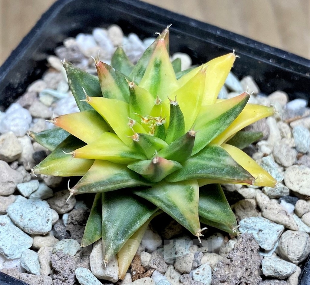 SHPR21816 Obregonia denegrii f. variegata - Зображення 2