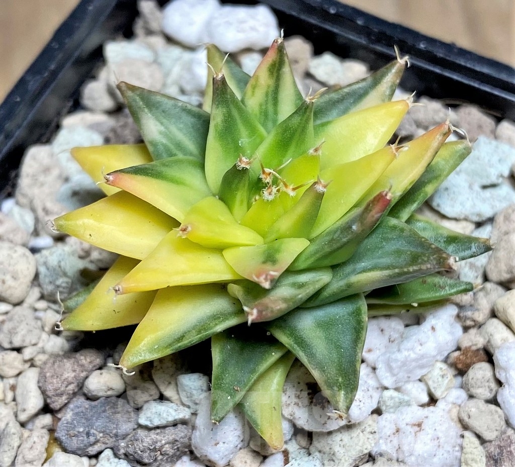 SHPR21816 Obregonia denegrii f. variegata