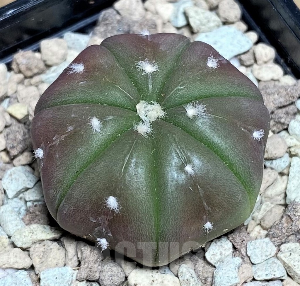 SHPR21817 Astrophytum asterias ‘Purple skin’