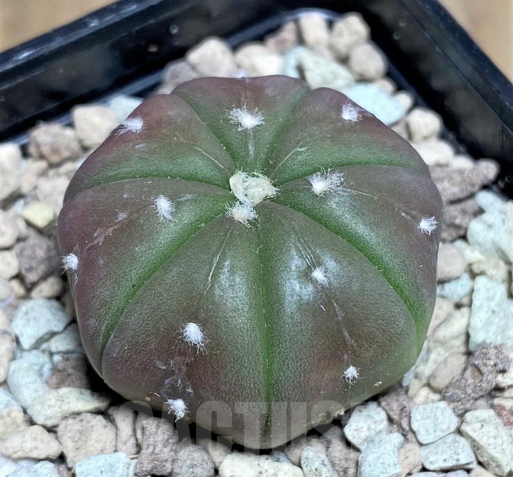 SHPR21817 Astrophytum asterias ‘Purple skin’ - Зображення 2