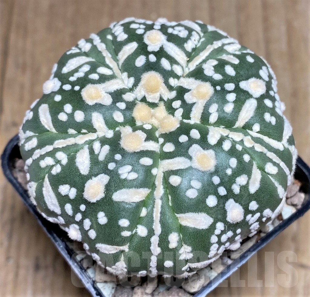 SHPR21818 Astrophytum asterias ‘Kikko’ V-type, 5-ribs