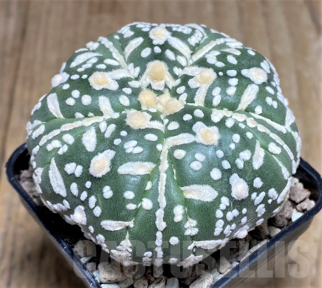 SHPR21818 Astrophytum asterias ‘Kikko’ V-type, 5-ribs – Image 2