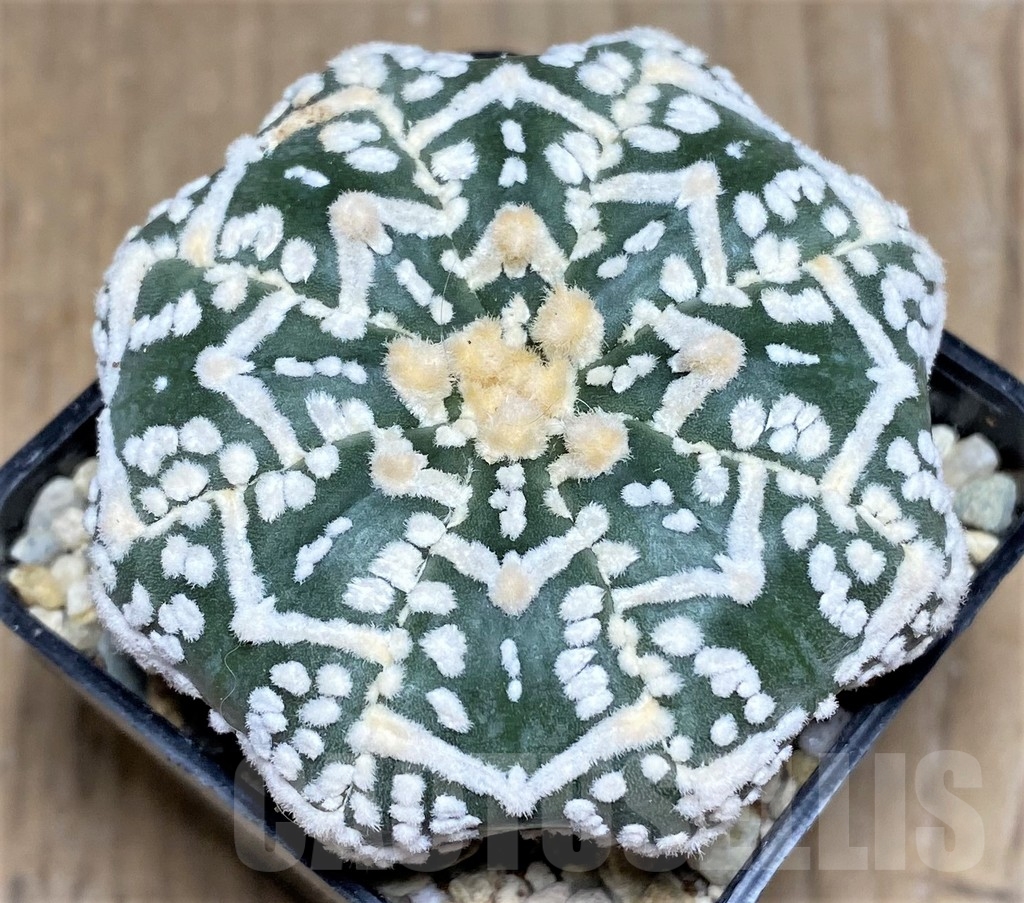 SHPR21819 Astrophytum asterias ‘Miracle’ V-type