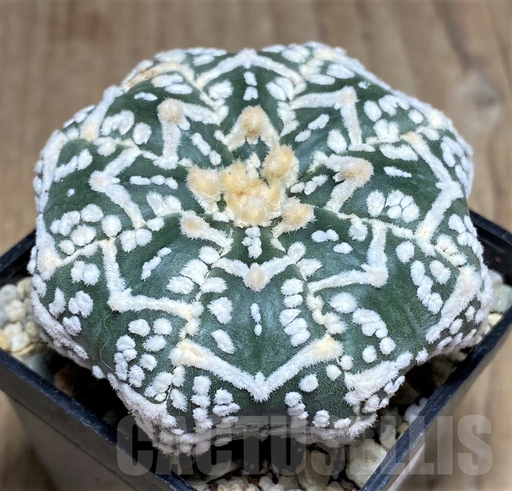 SHPR21819 Astrophytum asterias ‘Miracle’ V-type - Image 2