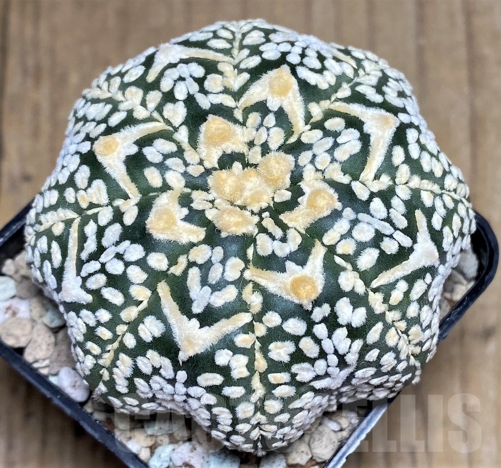 SHPR21820 Astrophytum asterias ‘Miracle’ V-type