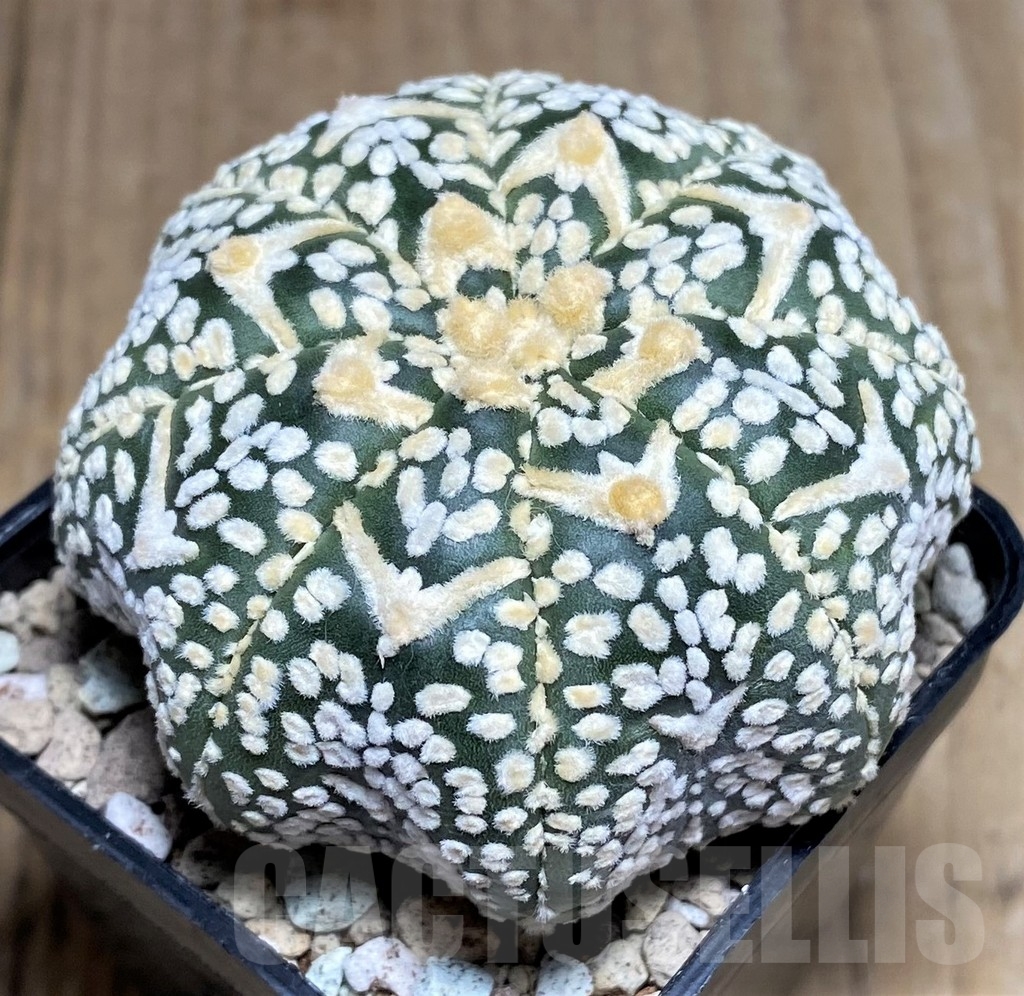 SHPR21820 Astrophytum asterias ‘Miracle’ V-type - immagine 2