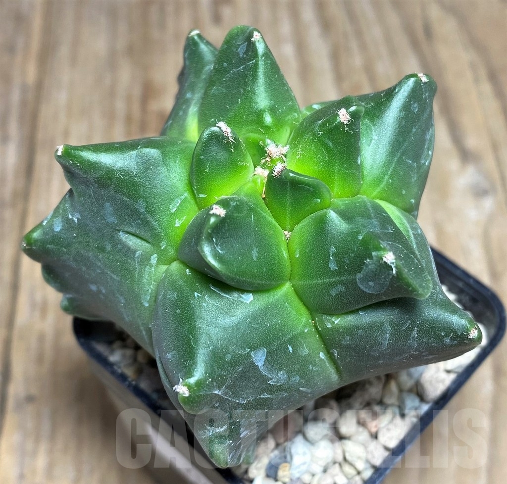 SHPR21823 Astrophytum myriostigma ‘Kikko'
