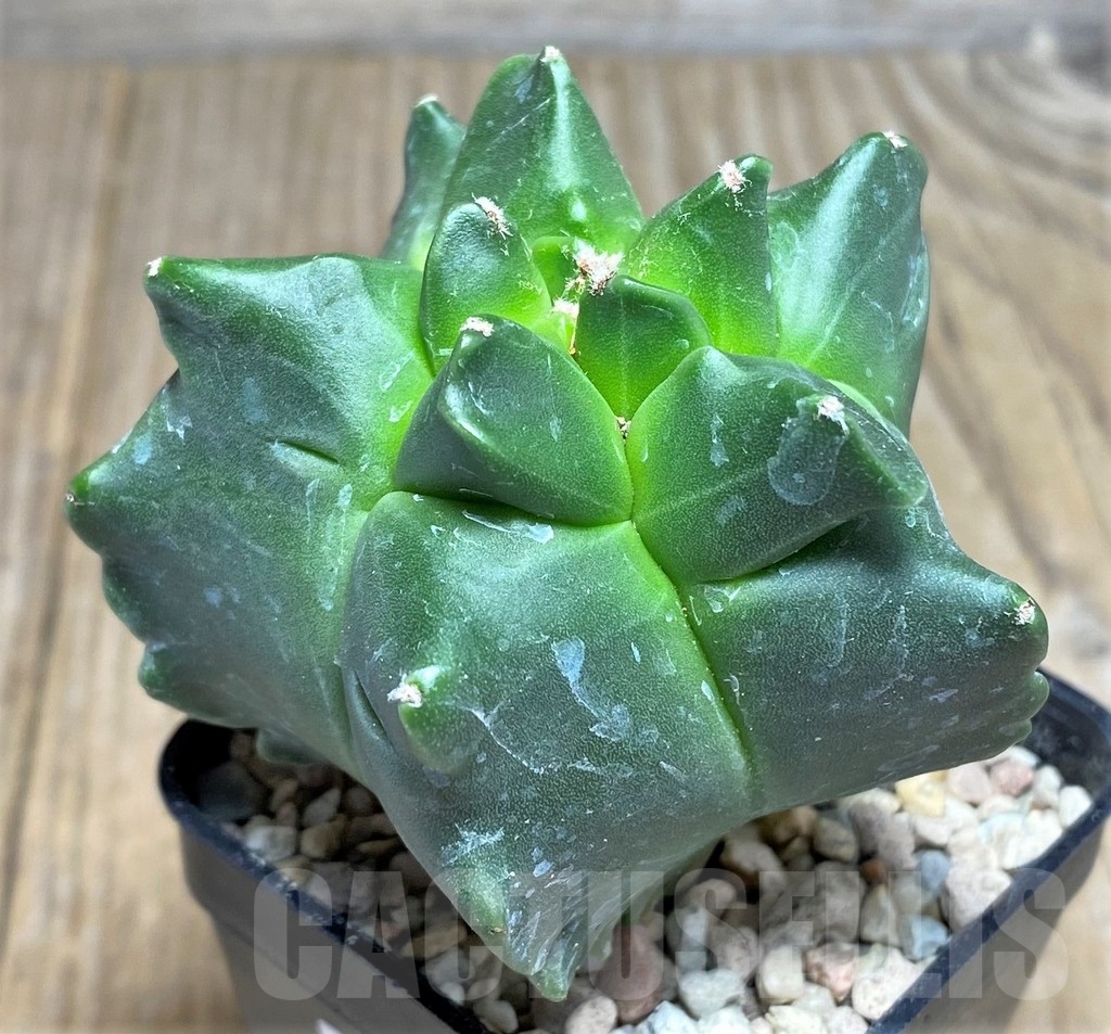 SHPR21823 Astrophytum myriostigma ‘Kikko' – Image 2