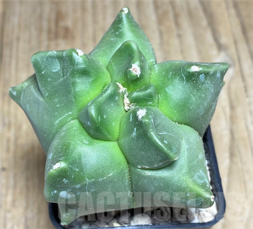 SHPR21824 Astrophytum myriostigma ‘Kikko' - immagine 2