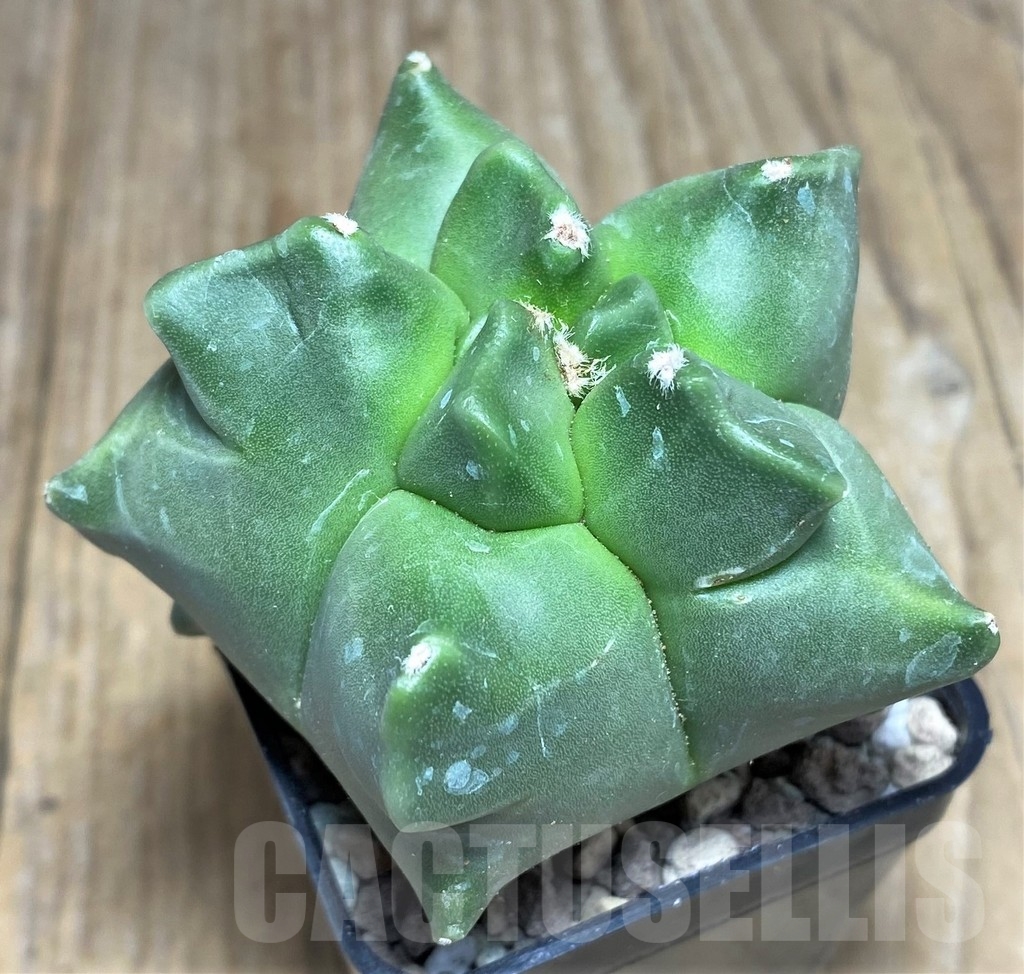 SHPR21824 Astrophytum myriostigma ‘Kikko'