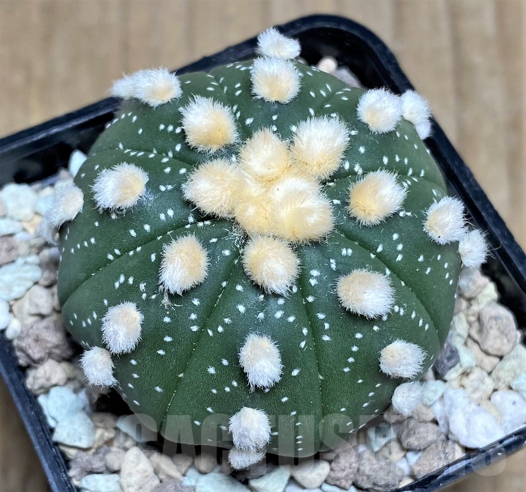 SHPR21825 Astrophytum asterias 'Ooibo' - immagine 2