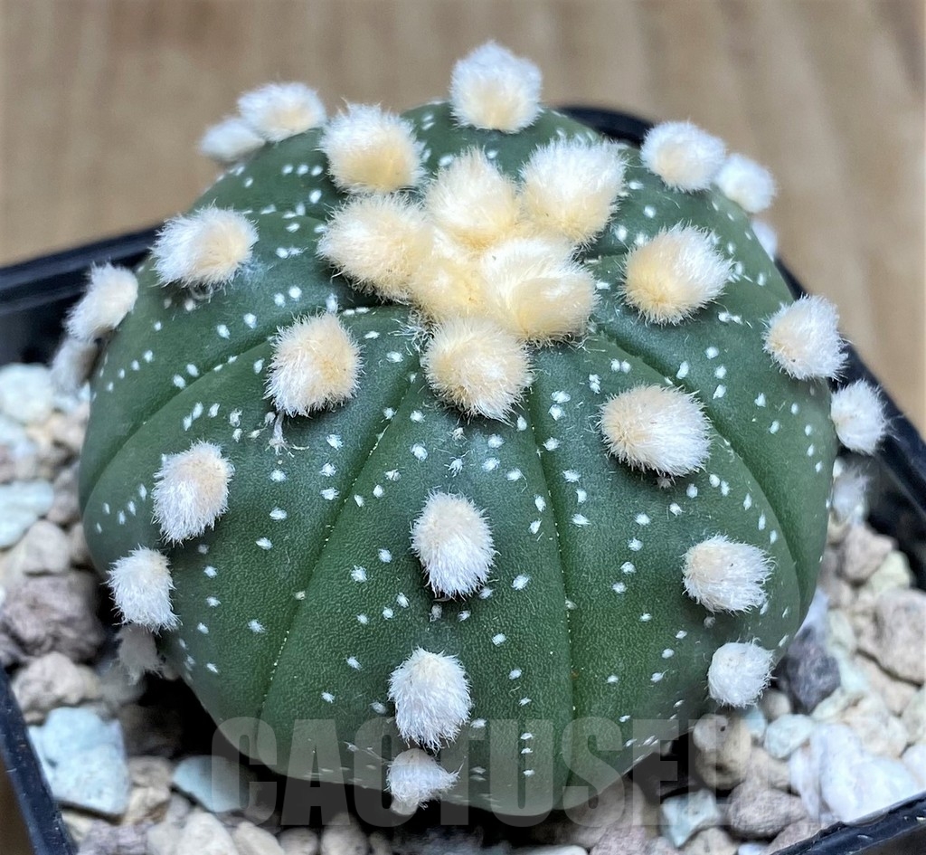 SHPR21825 Astrophytum asterias 'Ooibo'