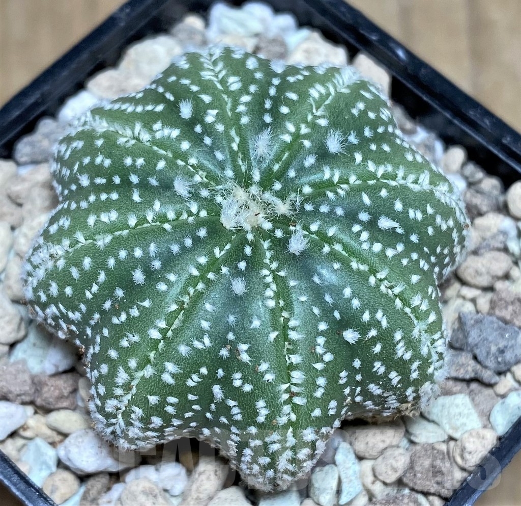 SHPR21826 Astrophytum asterias 'Miracle'
