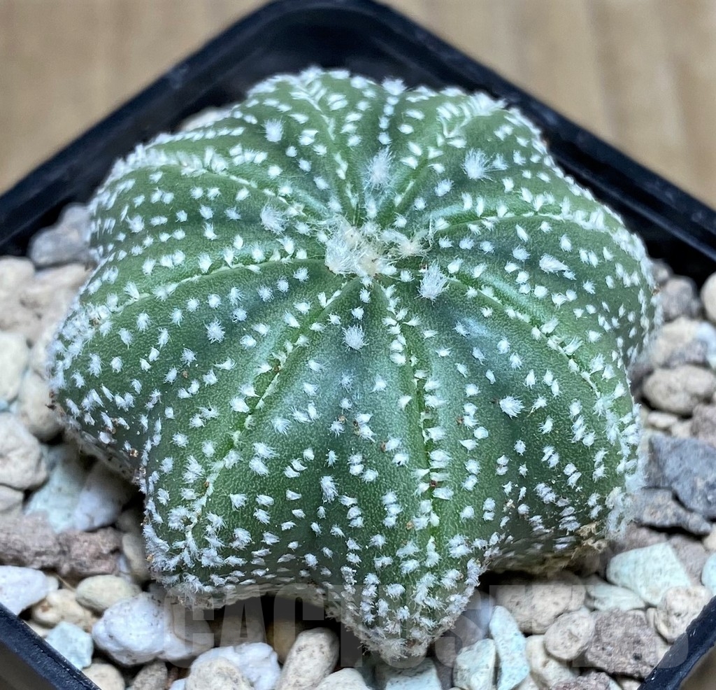 SHPR21826 Astrophytum asterias 'Miracle' - immagine 2